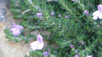 Micromeria inodora, photographed by Mehdi Chetibi