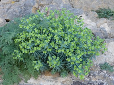 Euphorbia segetalis, photographed by Mehdi Chetibi