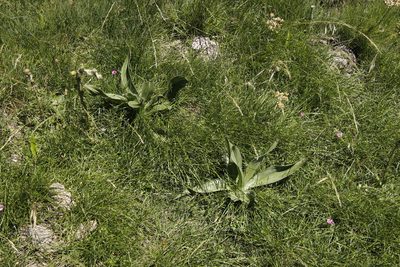 Hypoxis costata, photographed by Tony Rebelo