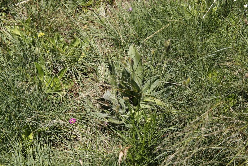 Hypoxis costata, photographed by Tony Rebelo