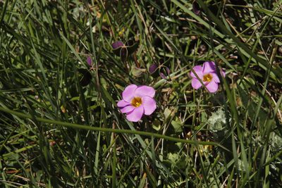 Oxalis obliquifolia, photographed by Tony Rebelo