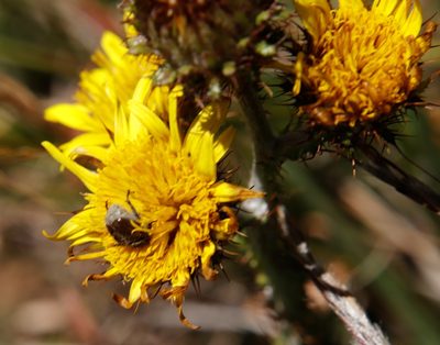 Berkheya rhapontica, photographed by Tony Rebelo