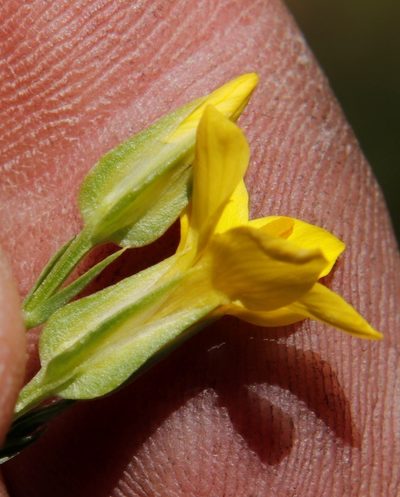 Sebaea exigua, photographed by Tony Rebelo