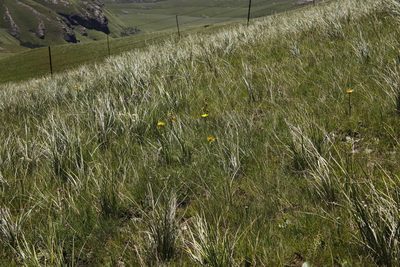 Berkheya rhapontica, photographed by Tony Rebelo