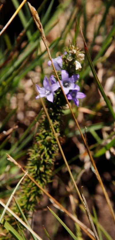 Wahlenbergia fasciculata, photographed by Tony Rebelo