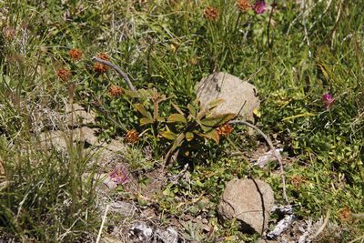 Searsia discolor, photographed by Tony Rebelo