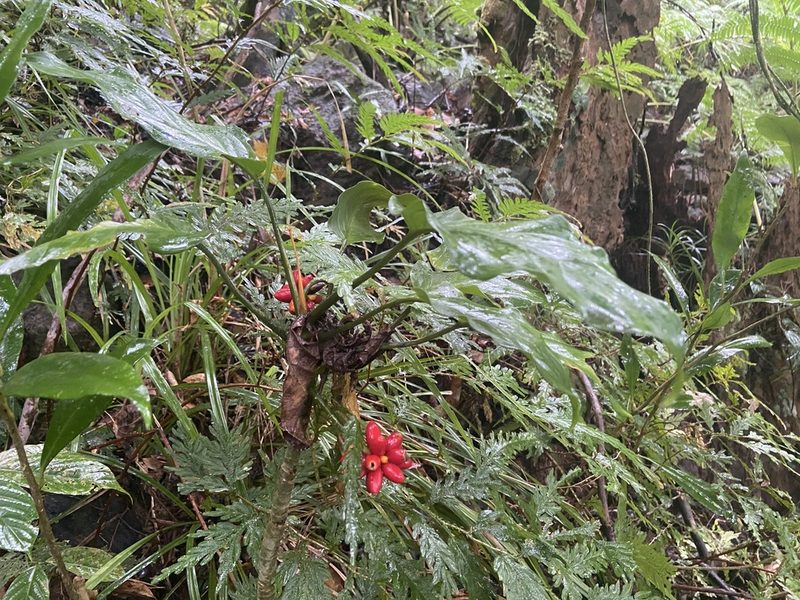 Aglaonema simplex, photographed by Forest Botial-Jarvis