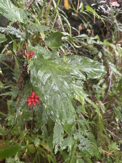 Aglaonema simplex, photographed by Forest Botial-Jarvis