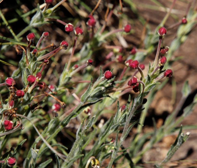 Zaluzianskya schmitziae, photographed by Tony Rebelo