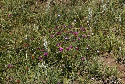 Trifolium burchellianum, photographed by Tony Rebelo