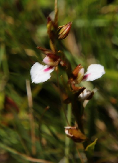 Neobolusia tysonii, photographed by Tony Rebelo
