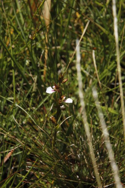 Neobolusia tysonii, photographed by Tony Rebelo