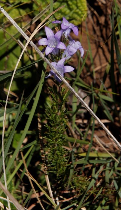 Wahlenbergia fasciculata, photographed by Tony Rebelo