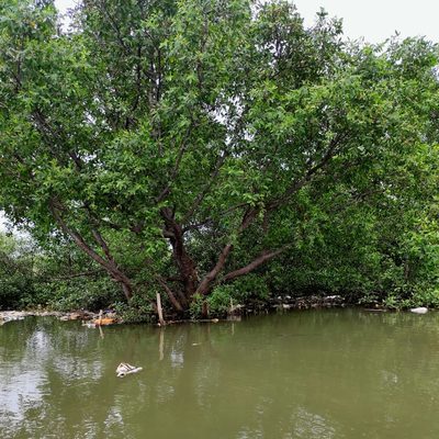 Sonneratia caseolaris, photographed by Abu Hamas