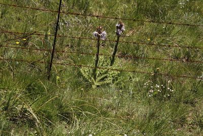Berkheya purpurea, photographed by Tony Rebelo