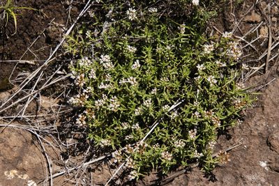 Crassula dependens, photographed by Tony Rebelo