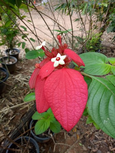 Mussaenda erythrophylla, photographed by Wutthichayapartith Rasvara Nangkasamarinile