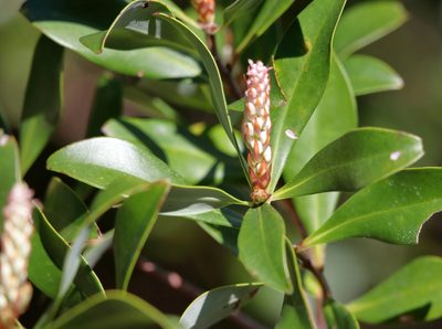 Cliftonia monophylla, photographed by Kim