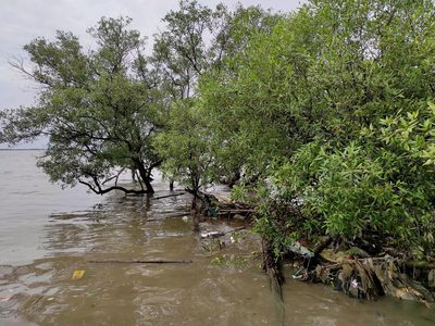 Avicennia alba, photographed by Abu Hamas