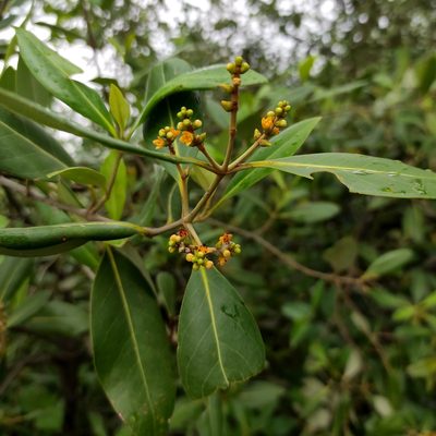 Avicennia alba, photographed by Abu Hamas