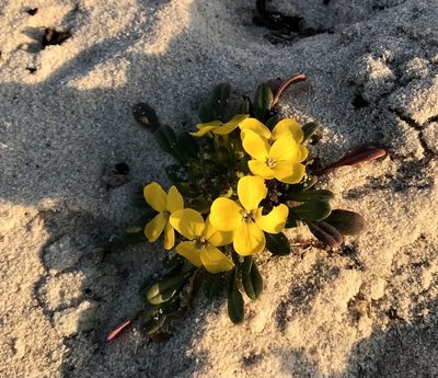 Erysimum menziesii, photographed by Nelson Balcar
