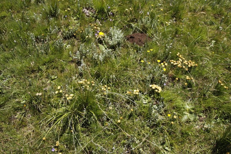 Helichrysum herbaceum, photographed by Tony Rebelo