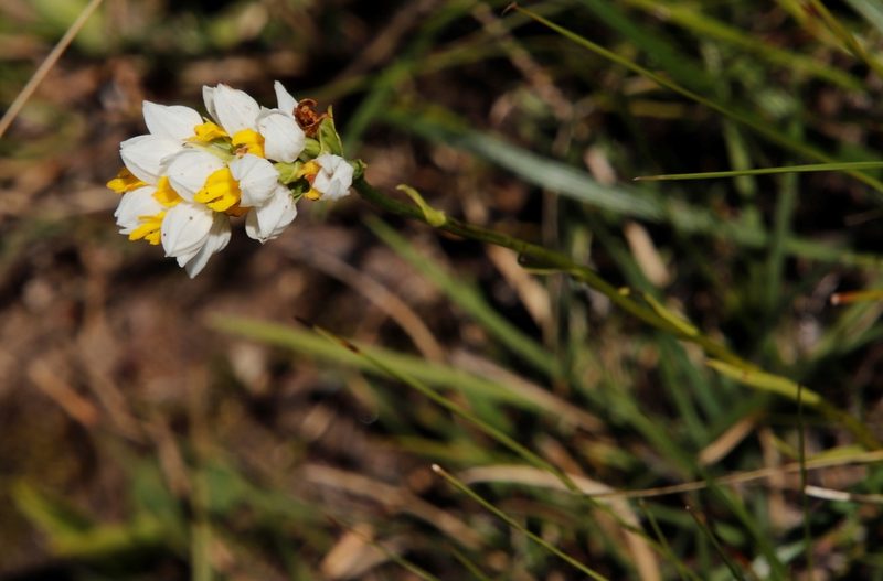 Schizochilus flexuosus, photographed by Tony Rebelo
