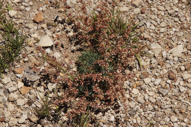 Psammotropha mucronata, photographed by Tony Rebelo
