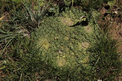 Euphorbia flanaganii, photographed by Tony Rebelo