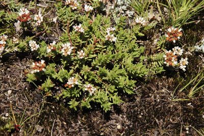 Crassula dependens, photographed by Tony Rebelo