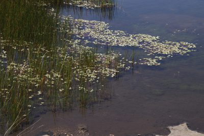 Lindernia conferta, photographed by Tony Rebelo