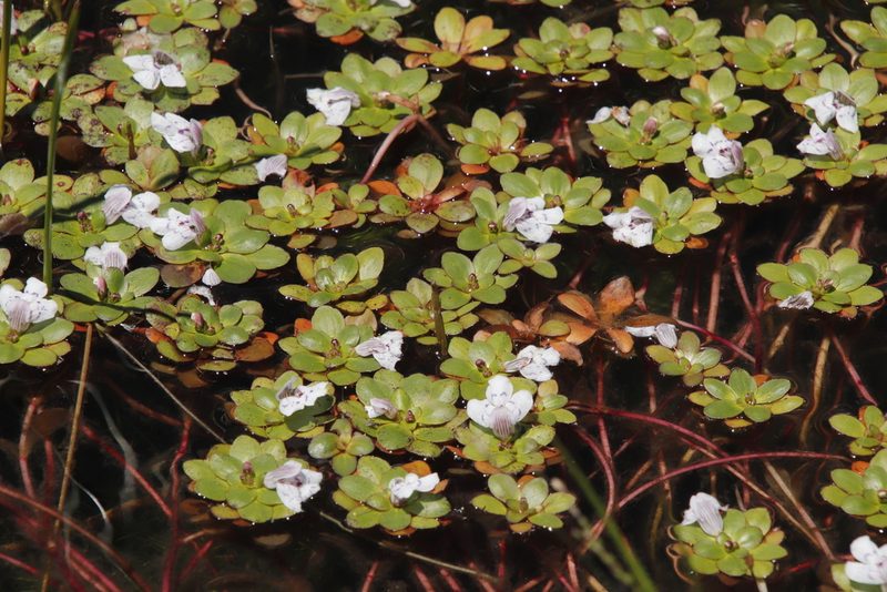 Lindernia conferta, photographed by Tony Rebelo