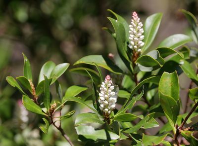 Cliftonia monophylla, photographed by Lauren McLaurin