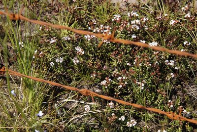 Crassula dependens, photographed by Tony Rebelo