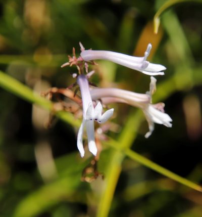 Cyphia tysonii, photographed by Tony Rebelo