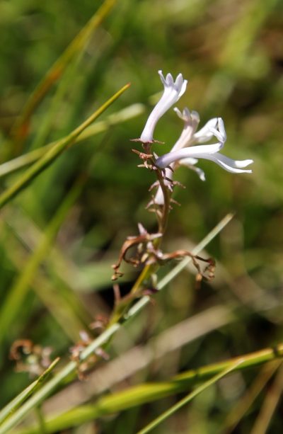 Cyphia tysonii, photographed by Tony Rebelo