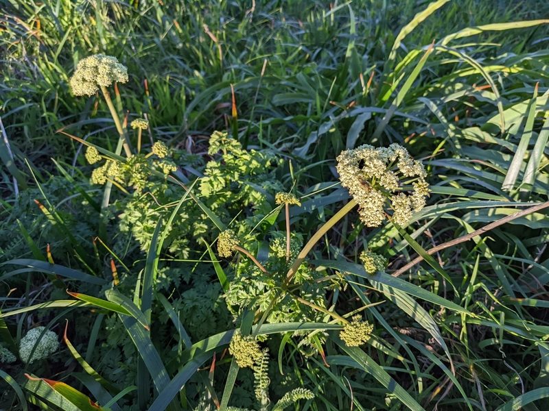 Cnidium silaifolium, photographed by Zac Peterson