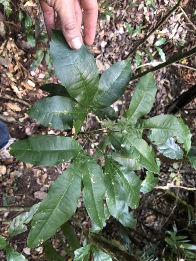 Acronychia pubescens, photographed by Samuel Frankel
