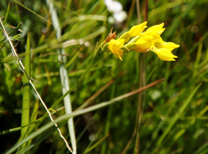 Schizochilus zeyheri, photographed by Tony Rebelo