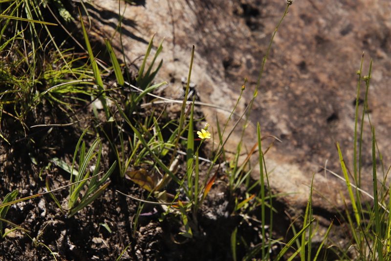Linum thunbergii, photographed by Tony Rebelo