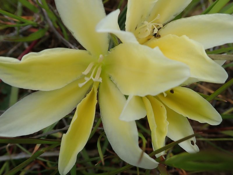 Babiana vanzijliae, photographed by Peter Warren