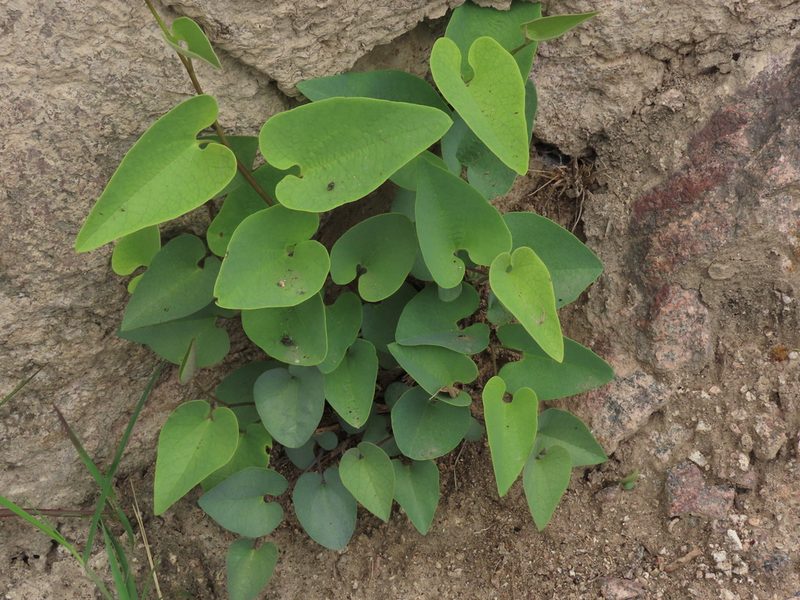 Aristolochia chachapoyensis, photographed by Manuel Roncal