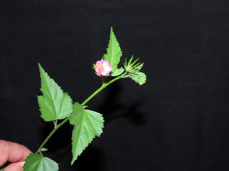 Hibiscus phoeniceus, photographed by Manuel Roncal