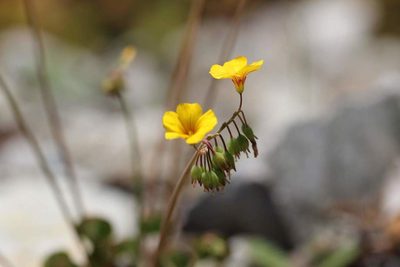 Oxalis valdiviensis, photographed by Cesar Ormazabal