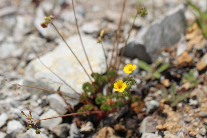 Oxalis valdiviensis, photographed by Cesar Ormazabal