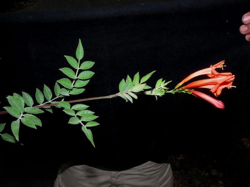 Tecoma rosifolia, photographed by Manuel Roncal