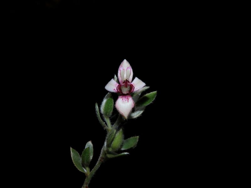 Krameria lappacea, photographed by Manuel Roncal