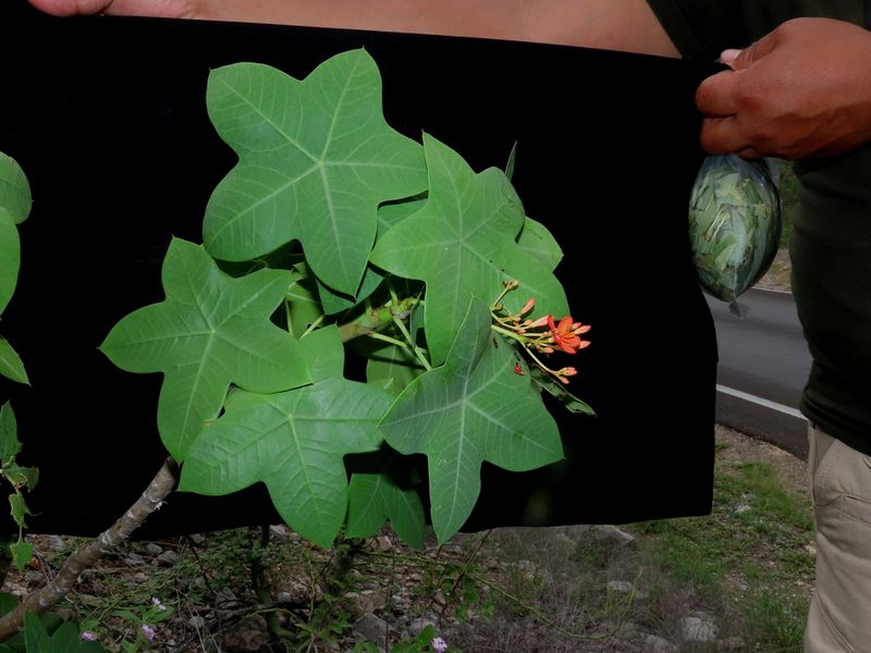 Jatropha humboldtiana, photographed by Manuel Roncal