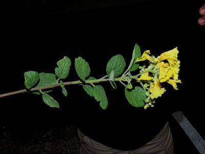 Cordia lutea, photographed by Manuel Roncal