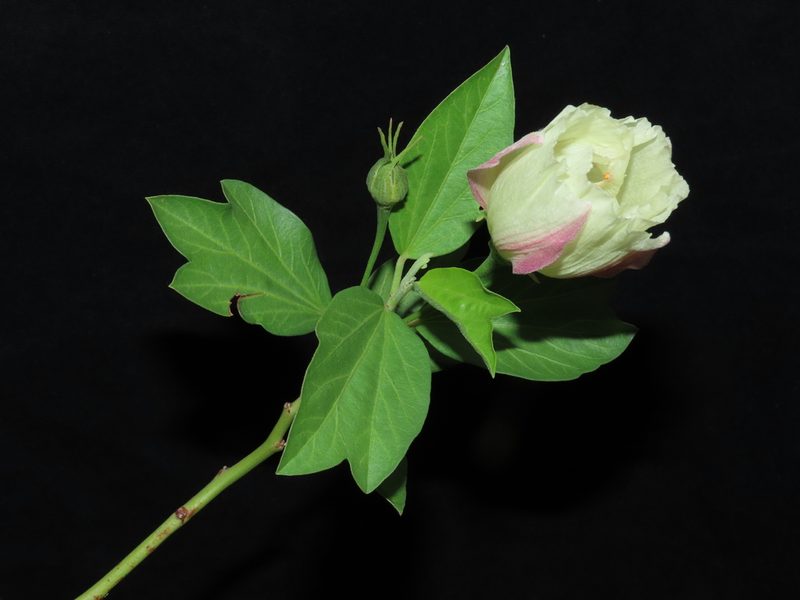 Cienfuegosia tripartita, photographed by Manuel Roncal